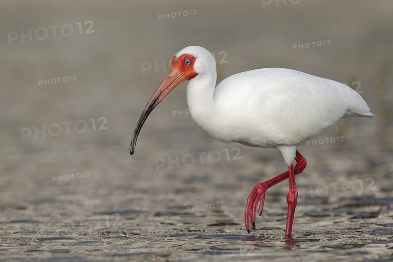 American White Ibis (Eudocimus albus), Florida, USA