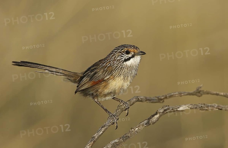 Striated Grasswren (Amytornis striatus), Victoria, Australia