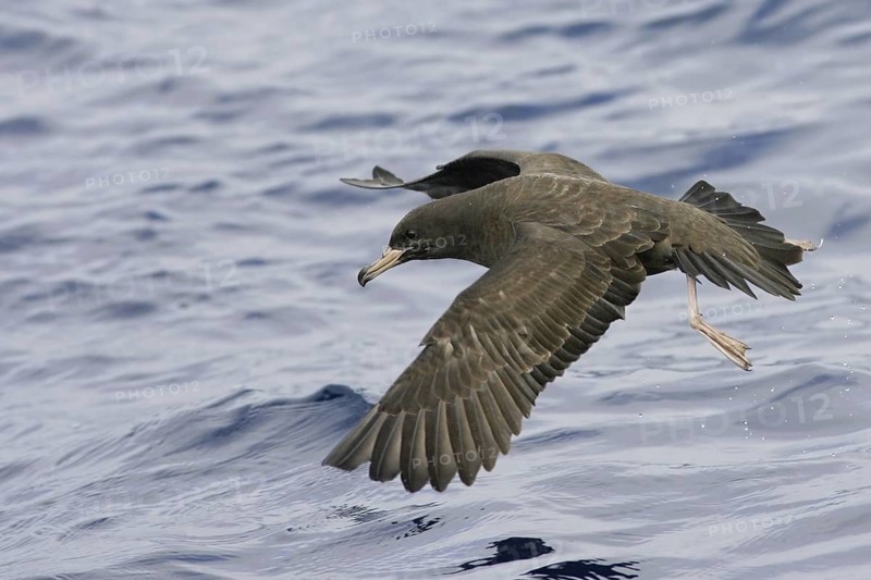 Flesh-footed Shearwater (Ardenna carneipes) flying, South Australia, Australia