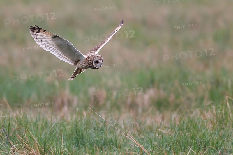 Short-eared Owl (Asio flammeus) flying, Lake Neusiedl, Austria