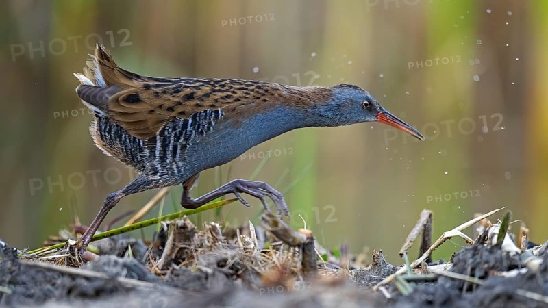 Water Rail (Rallus aquaticus) foraging, Saxony-Anhalt, Germany