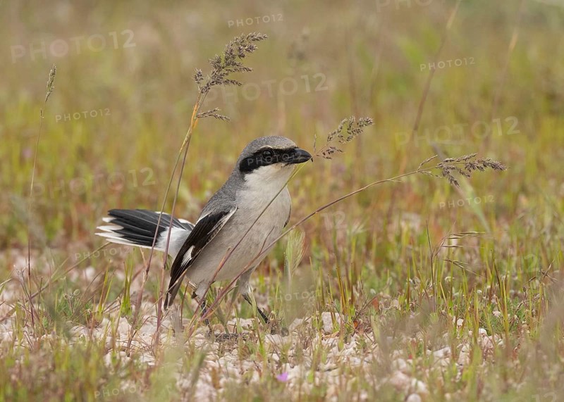 Loggerhead Shrike (Lanius ludovicianus), Utah, USA