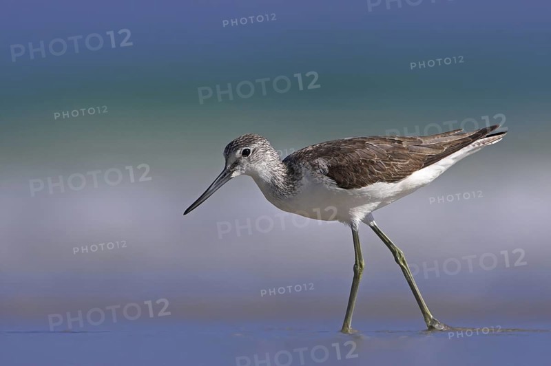 Common Greenshank (Tringa nebularia), Oman