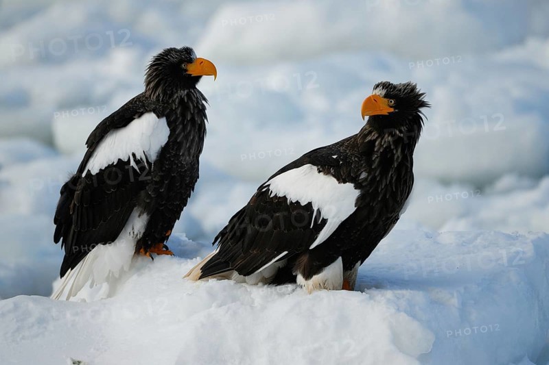 Steller's Sea Eagle (Haliaeetus pelagicus), Hokkaido, Japan