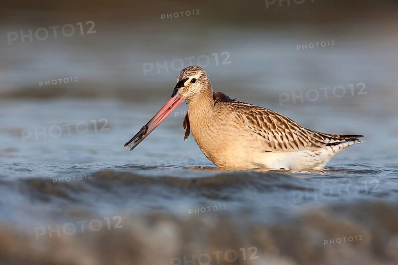 Bar-tailed Godwit (Limosa lapponica), Schleswig-Holstein, Germany