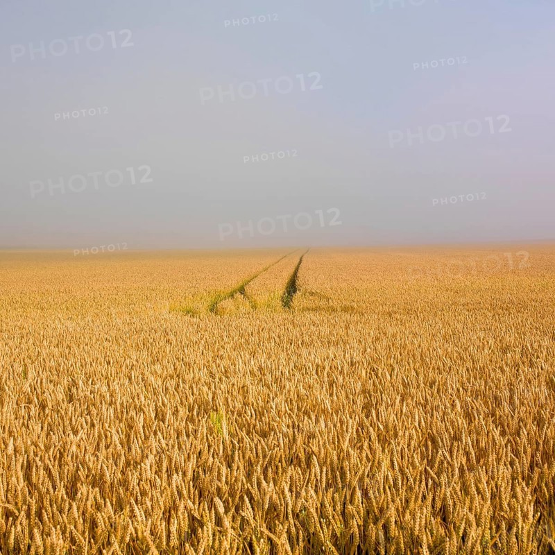 Tracks lead through a vast field of ripe wheat in Limagne plain, showcasing the golden hues under a clear sky. The tranquility of rural France is evident in this expansive landscape. Puy de Dome. Auvergne Rhone Alpes. France