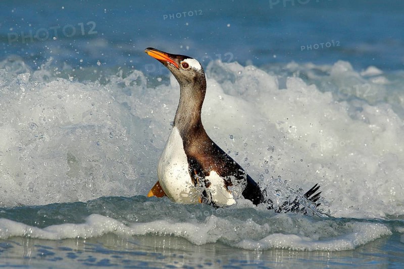 Bird in the water. Gentoo penguin jumps out of the blue water while swimming through the ocean in Falkland Island, bird in the nature sea habitat. Wildlife scene in the nature