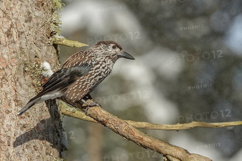 Spotted Nutcracker (Nucifraga caryocatactes), St. Gallen, Switzerland