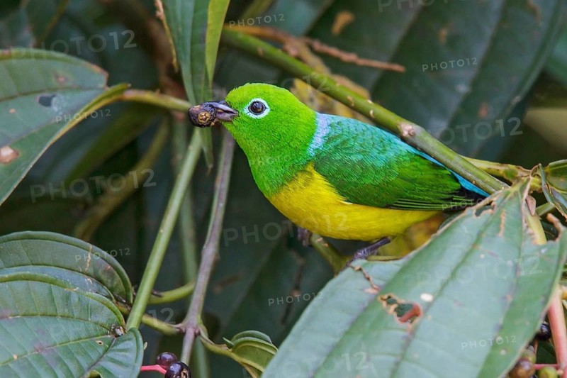 Blue-naped Chlorophonia (Chlorophonia cyanea) perched on a branch in Manu National Park, Peru