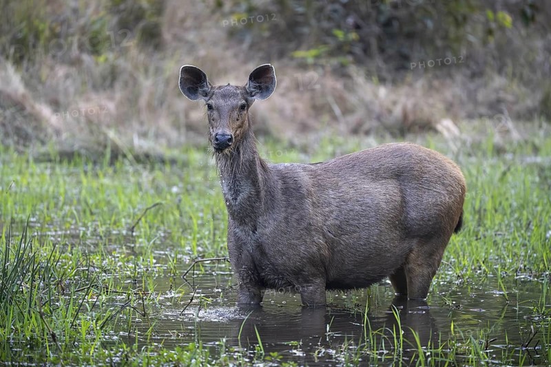 Barasingha (Rucervus duvaucelii), feeding, standing in water, Bandhavgarh National Park, Mairee, Manpur, Madhya Pradesh, India
