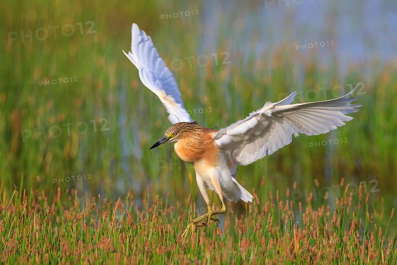 Squacco Heron (Ardeola ralloides) flying, Greece