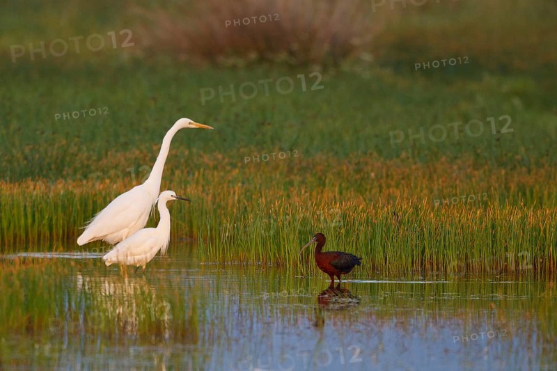 Great Egret & Little Egret & Glossy Ibis (Ardea alba & Egretta garzetta & Plegadis falcinellus) foraging, Greece