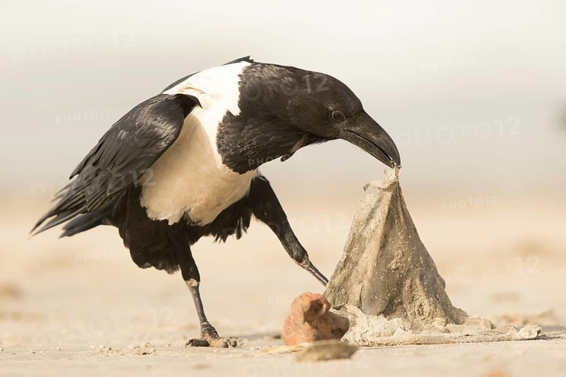 Pied Crow (Corvus albus), Gambia