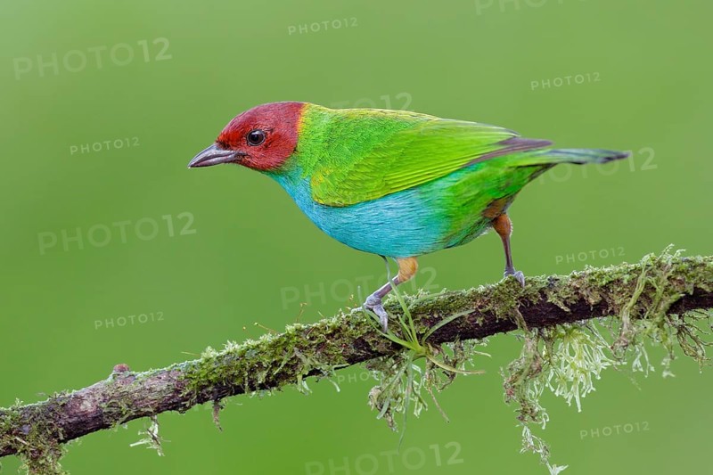 Bay-headed Tanager (Tangara gyrola) male, Alajuela, Costa Rica