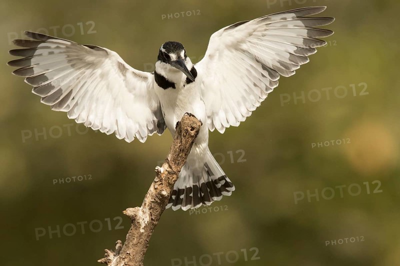 Pied Kingfisher (Ceryle rudis) female, Gambia