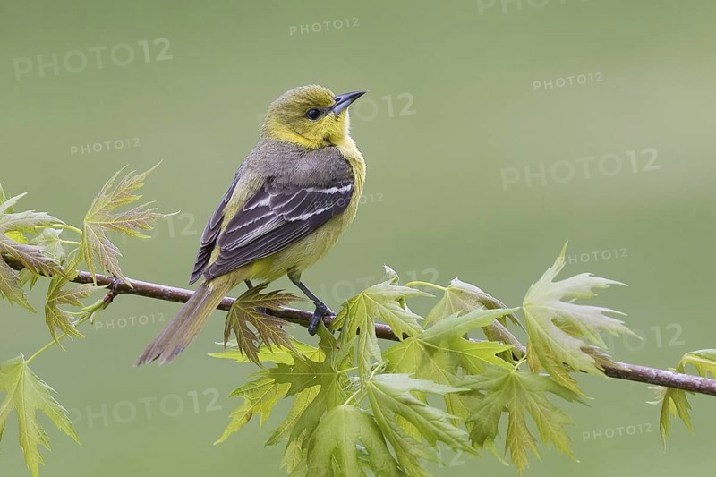 Orchard Oriole (Icterus spurius) female, Ohio, USA