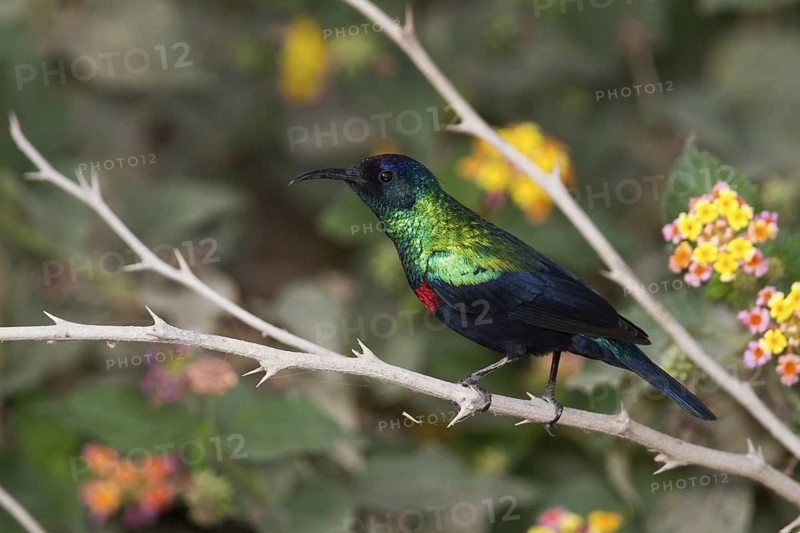 Shining Sunbird (Cinnyris habessinicus) male, Oman