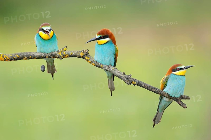 European Bee-eater (Merops apiaster) regurgitating pellet, Andalusia, Spain