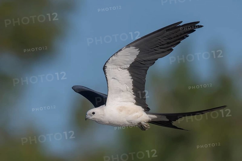 Swallow-tailed Kite (Elanoides forficatus) flying, Florida, USA