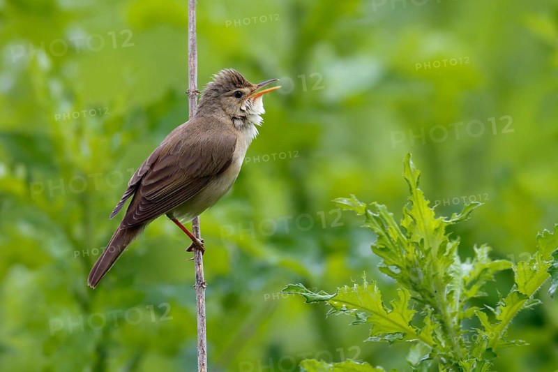 Marsh Warbler (Acrocephalus palustris) singing, Saxony-Anhalt, Germany
