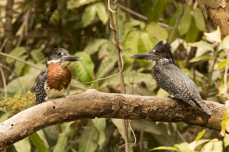 Giant Kingfisher (Megaceryle maxima) pair, Gambia