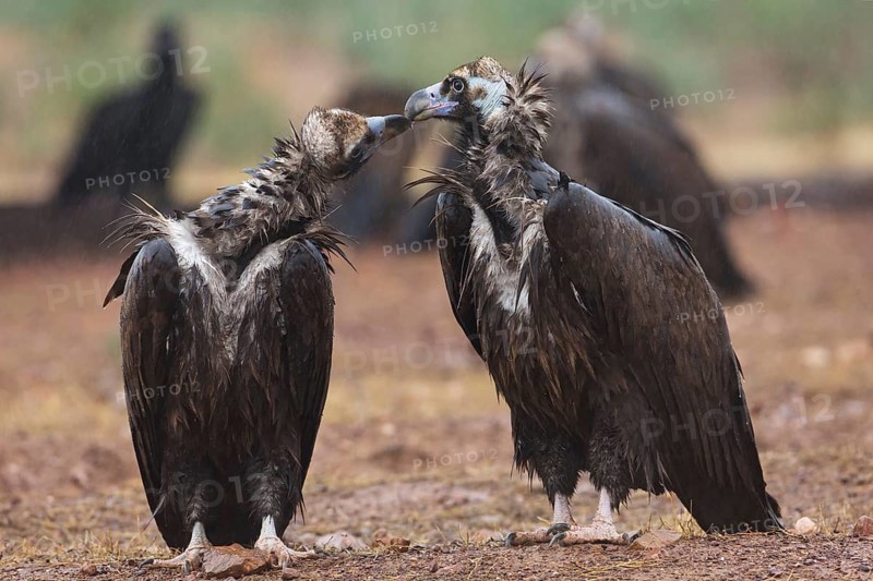 Cinereous Vulture (Aegypius monachus), Extremadura, Spain