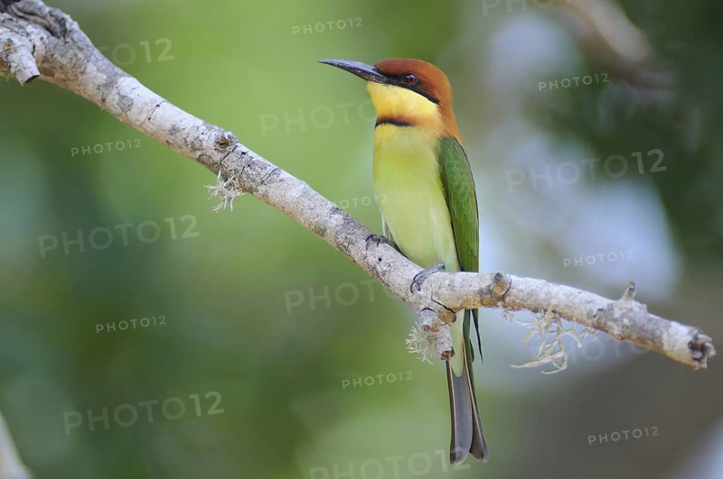 Chestnut-headed Bee-eater (Merops leschenaulti), Sri Lanka