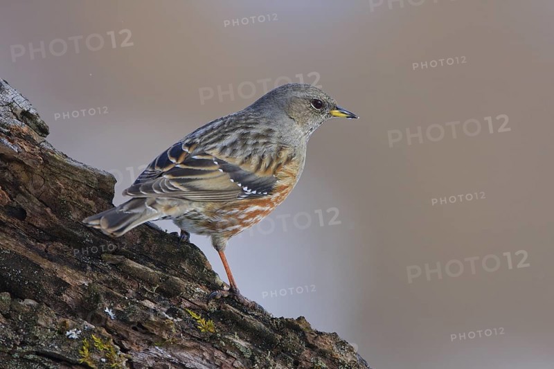 Alpine Accentor (Prunella collaris), Carinthia, Austria