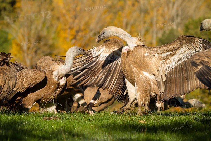 Griffon Vulture (Gyps fulvus), two vultures fighting, Castilla Leon, Spain