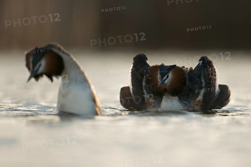 Great Crested Grebe (Podiceps cristatus) pair displaying, North Rhine-Westphalia, Germany