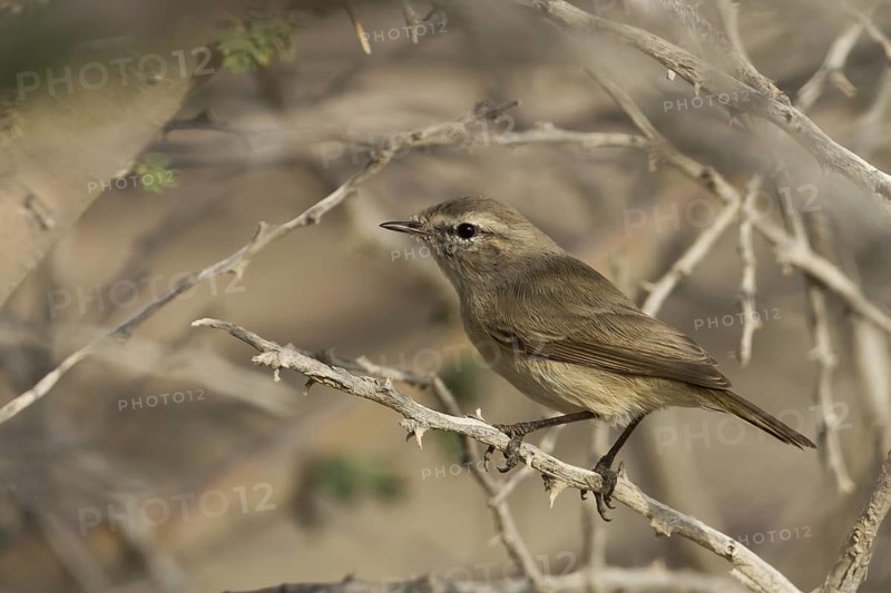 Plain Leaf Warbler (Phylloscopus neglectus), Oman