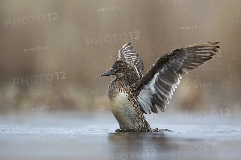Garganey (Spatula querquedula) female, Saxony, Germany