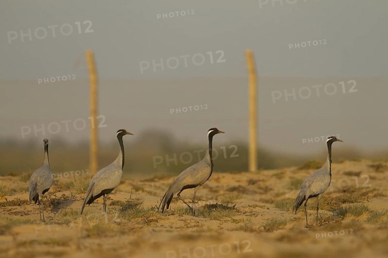 Demoiselle Crane (Grus virgo), Oman