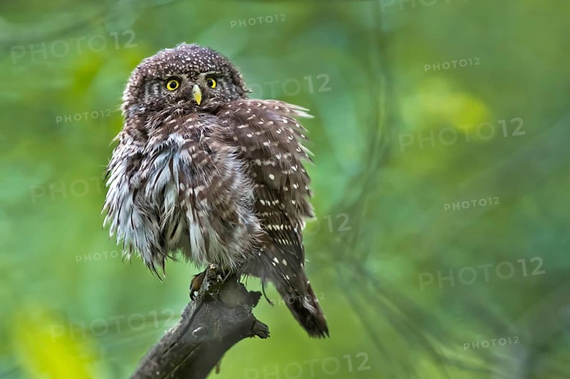 Eurasian Pygmy Owl (Glaucidium passerinum), Bavaria, Germany