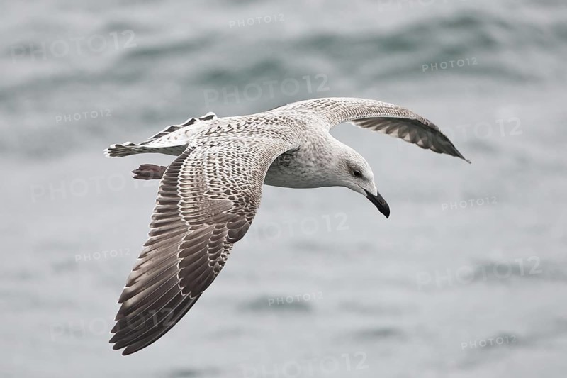 Great Black-backed Gull (Larus marinus) juvenile flying, North Sea, Germany