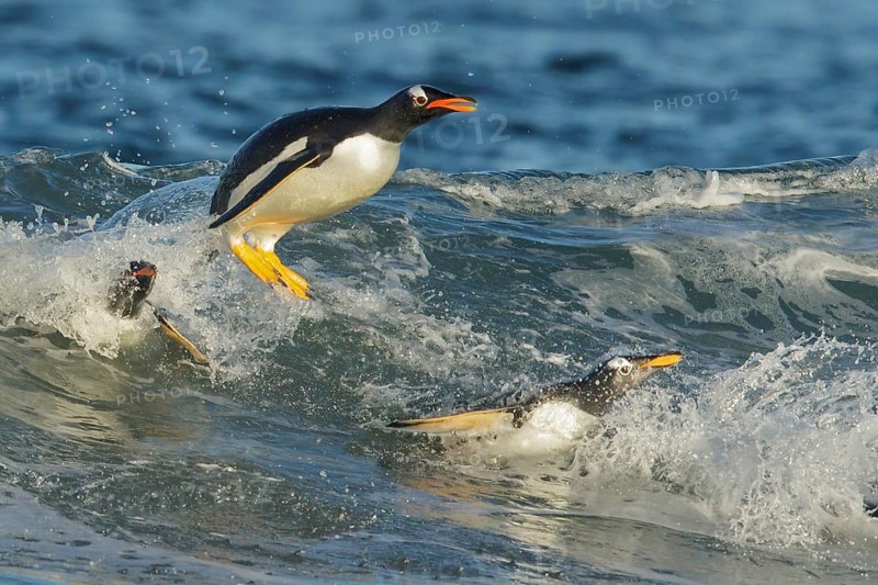 Gentoo Penguin (Pygoscelis papua) returning to land through the waves in the Falkland Islands