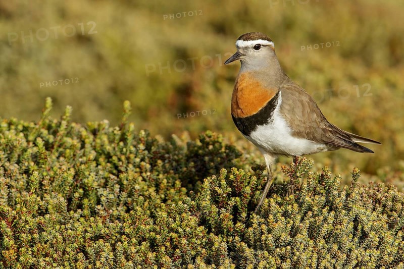 Rufous-chested Dotterel (Charadrius modestus) on the ground in the Falkland Islands