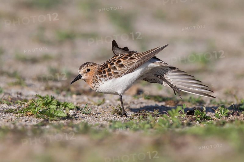 Red-necked Stint (Calidris ruficollis) stretching, Dornod Province, Mongolia
