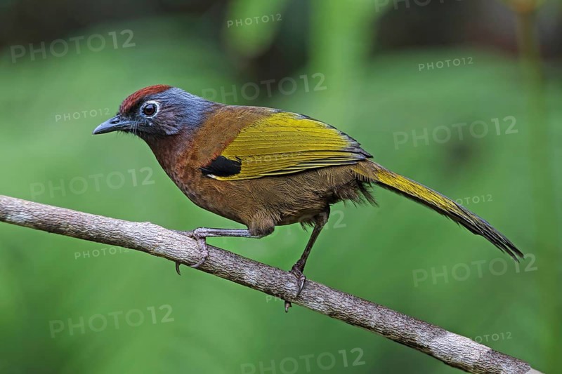 Malayan Laughingthrush (Trochalopteron peninsulae), Malaysia