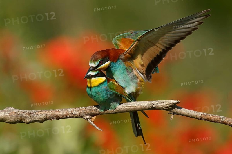 European Bee-eater (Merops apiaster) pair mating, Piedmont, Italy