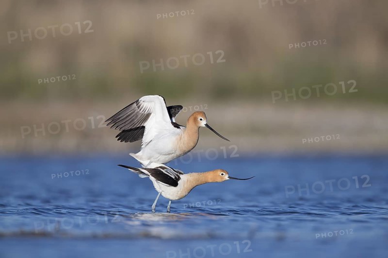 American Avocets : Bowdoin NWR : Malta, MT