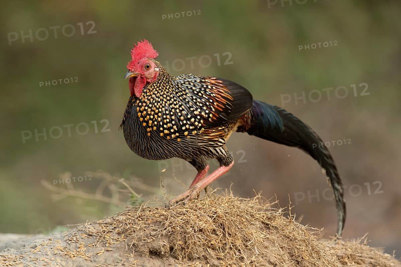 Grey Junglefowl (Gallus sonneratii) male, Kerala, India