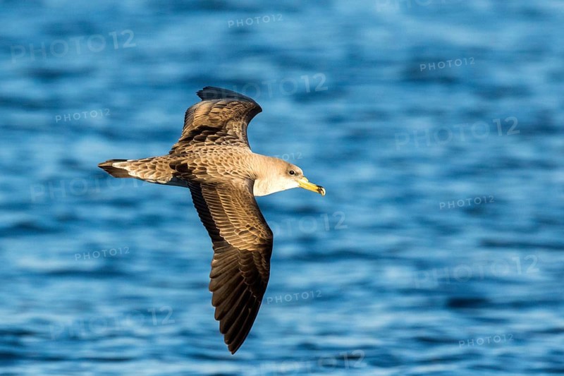 Cory's Shearwater (Calonectris borealis) flying, Ibiza, Spain