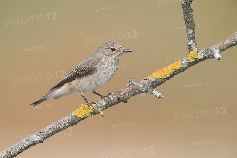 Spotted Flycatcher (Muscicapa striata) perched on a lichen branch, Aosta Valley, Italy