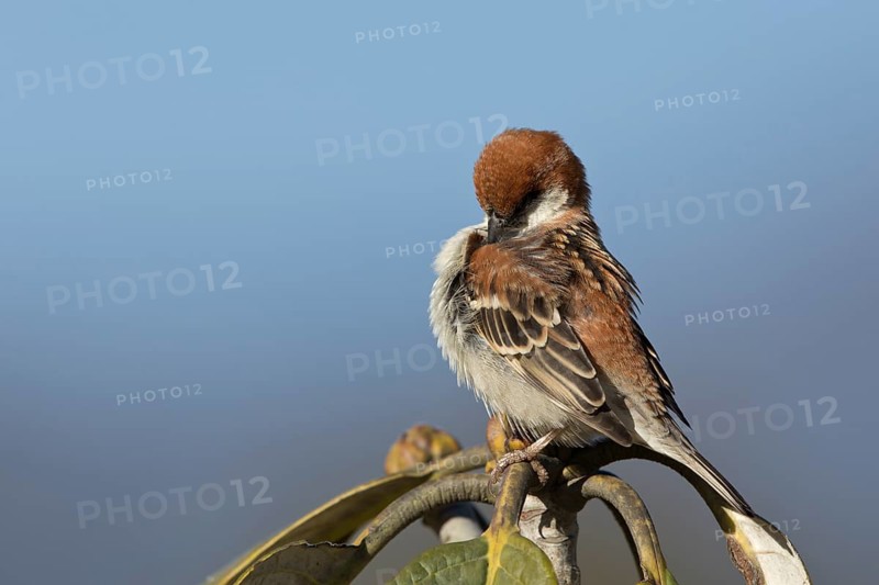 Russet Sparrow (Passer rutilans cinnamomeus) male, Thimphu, Bhutan