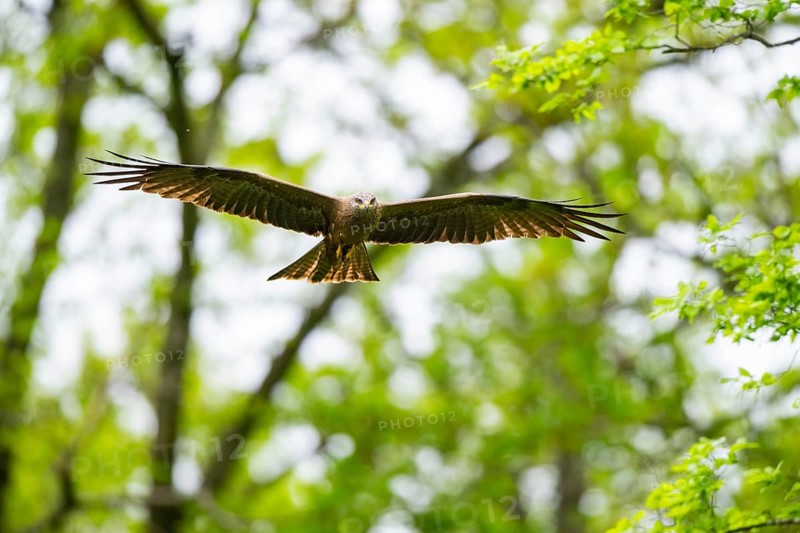 Black kite (Milvus migrans) flying in a forest in early summer, Bavaria, Germany