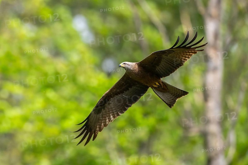 Black kite (Milvus migrans) flying in a forest in early summer, Bavaria, Germany