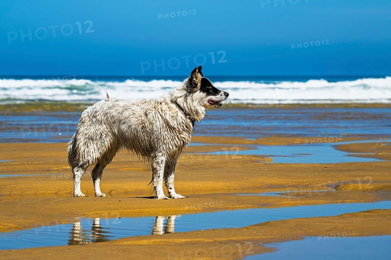 Dog on Contis beach, Saint Julien en Born, Saint-Julien-en-Born, Landes, France