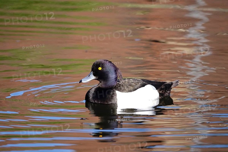 Tufted duck on a lake, May, Germany