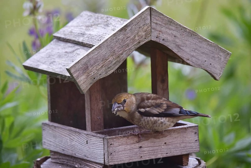 Hawfinch (Coccothraustes coccothraustes) Chicks at the birdhouse